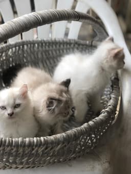 Persian kittens πΎπ